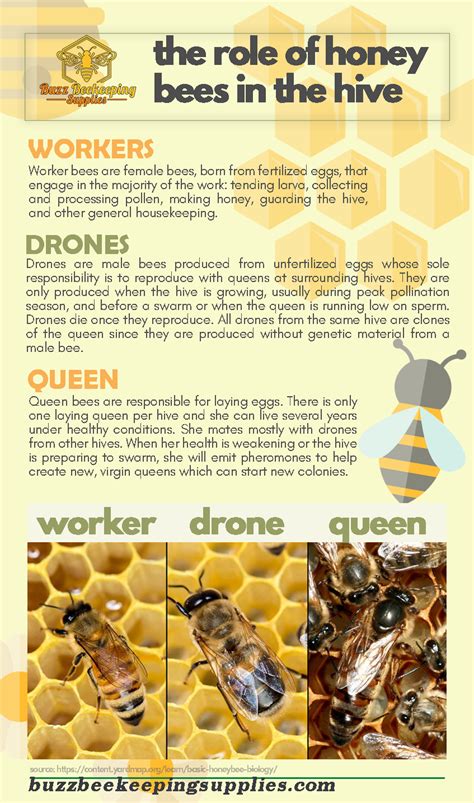 The Cultural Importance of Sierfa Bees: Magic in Different Traditions and Beliefs